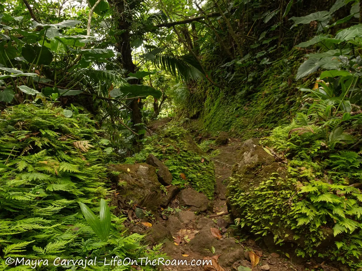 A trail in a tropical rainforest with ferns and palms and moss-covered rocks