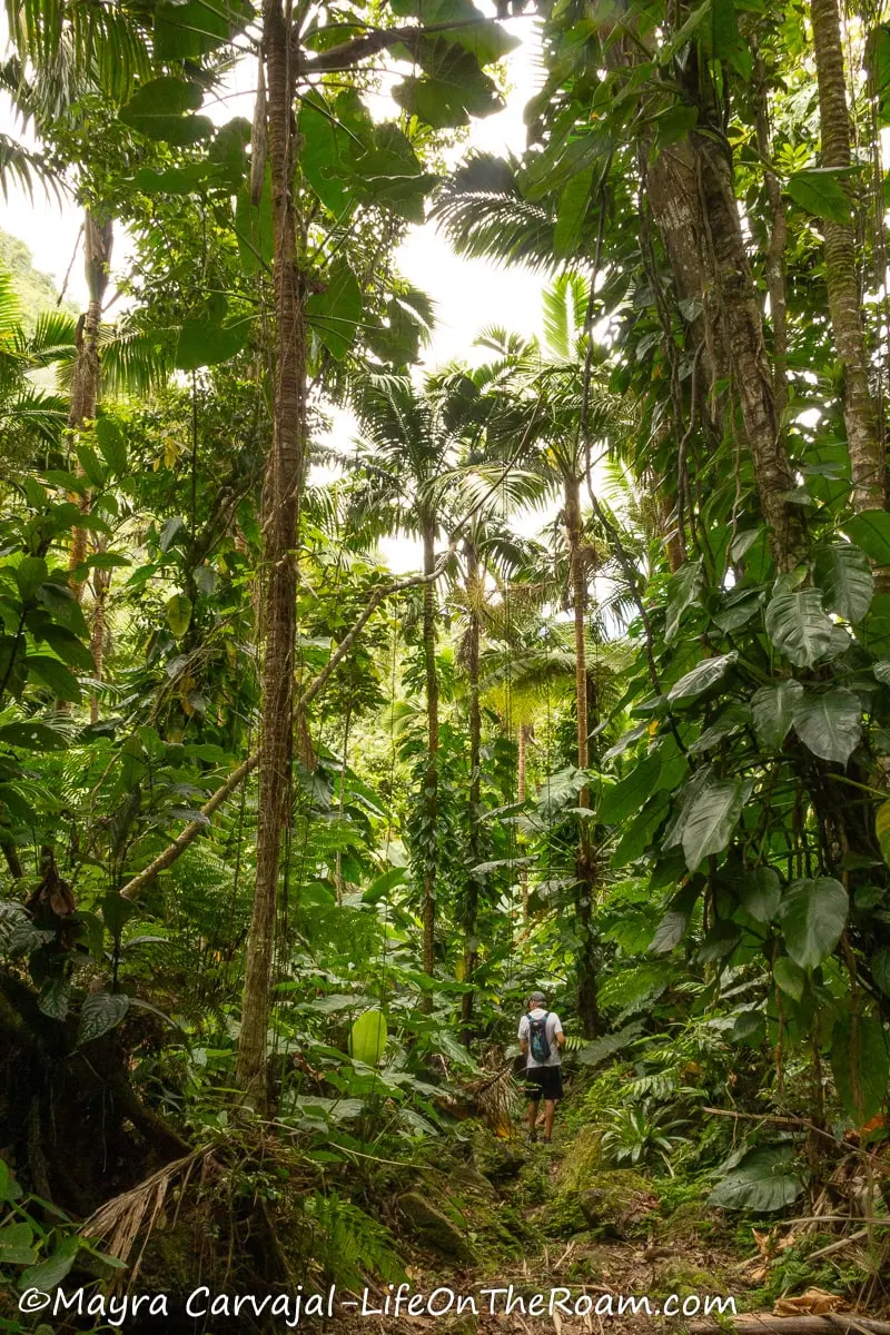 A man hiking along a trail with enormous trees in a tropical forest