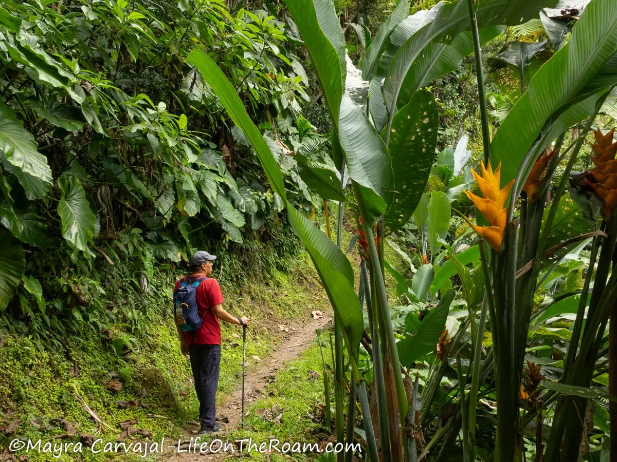 A man on a hiking trail with lush vegetation and big flowers