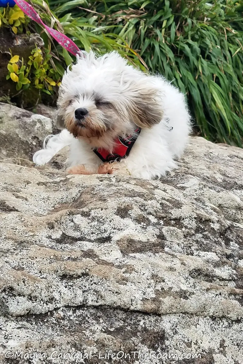 A Shih Tzu with a harness on a boulder