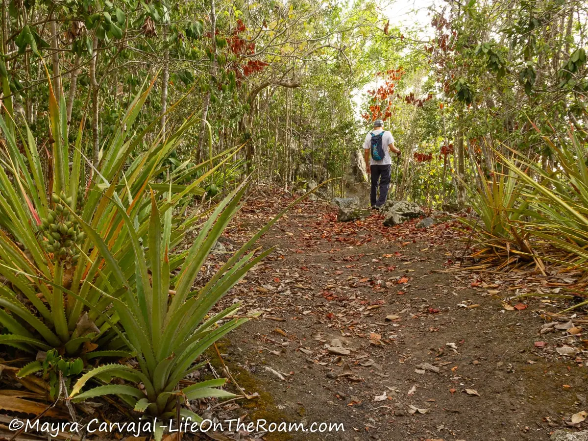 A man on a trail covered with leaves and aloe plants on the  side under the shade of leafy trees