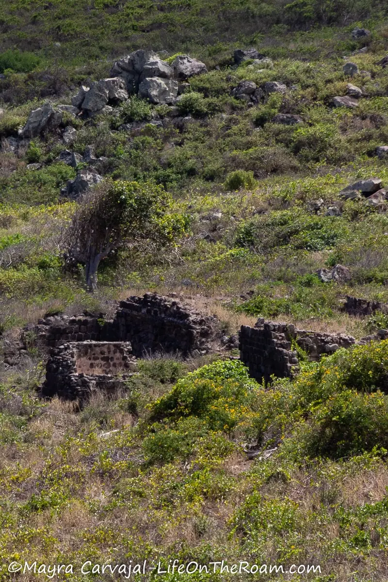 Stone remains of an old boiling house in a dry vegetation environment