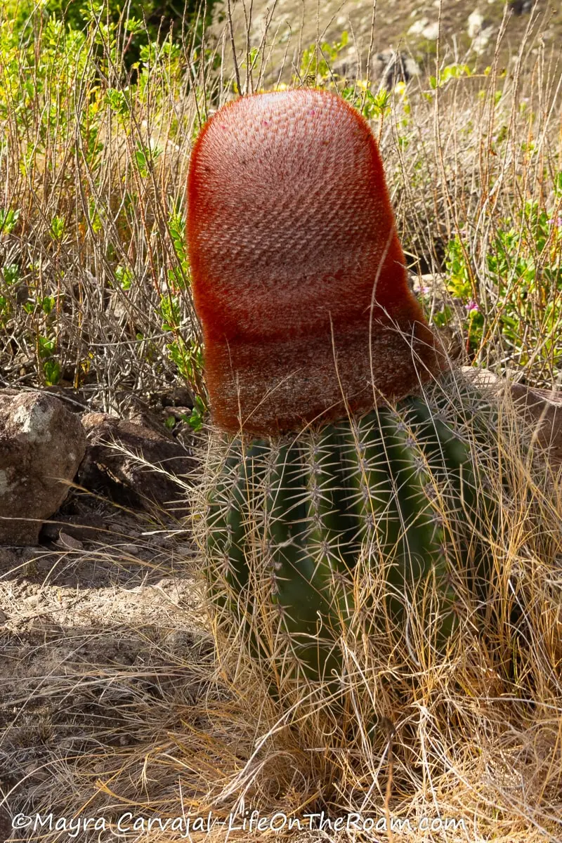 A cacti with a round green base and a red top