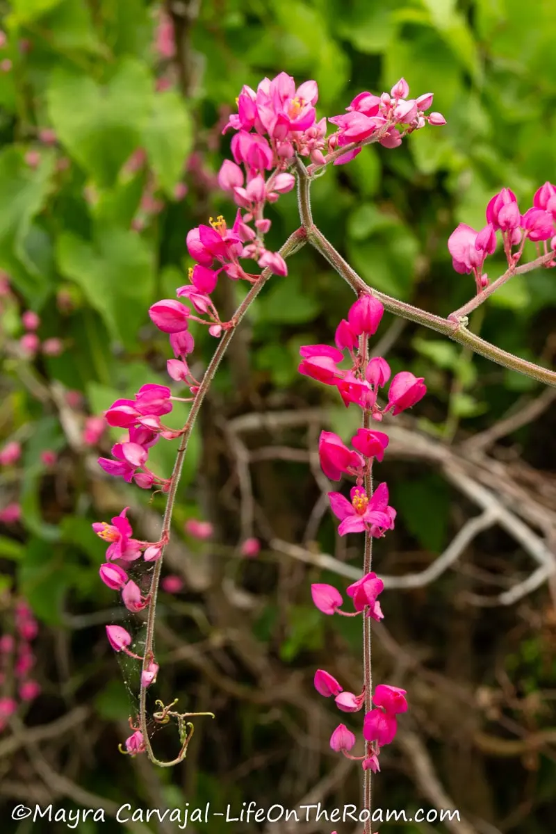Branches with small bright pink cascading flowers