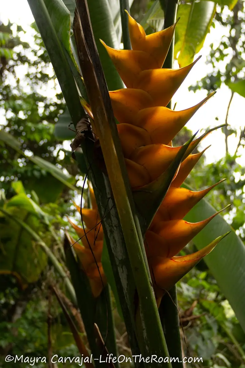 A large yellow heliconia growing on the side of a trail