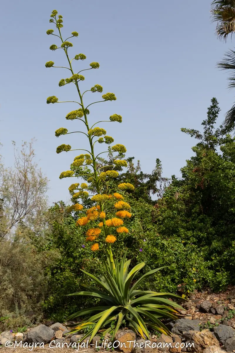 An agave plant in bloom with a huge trunk of yellow flowers