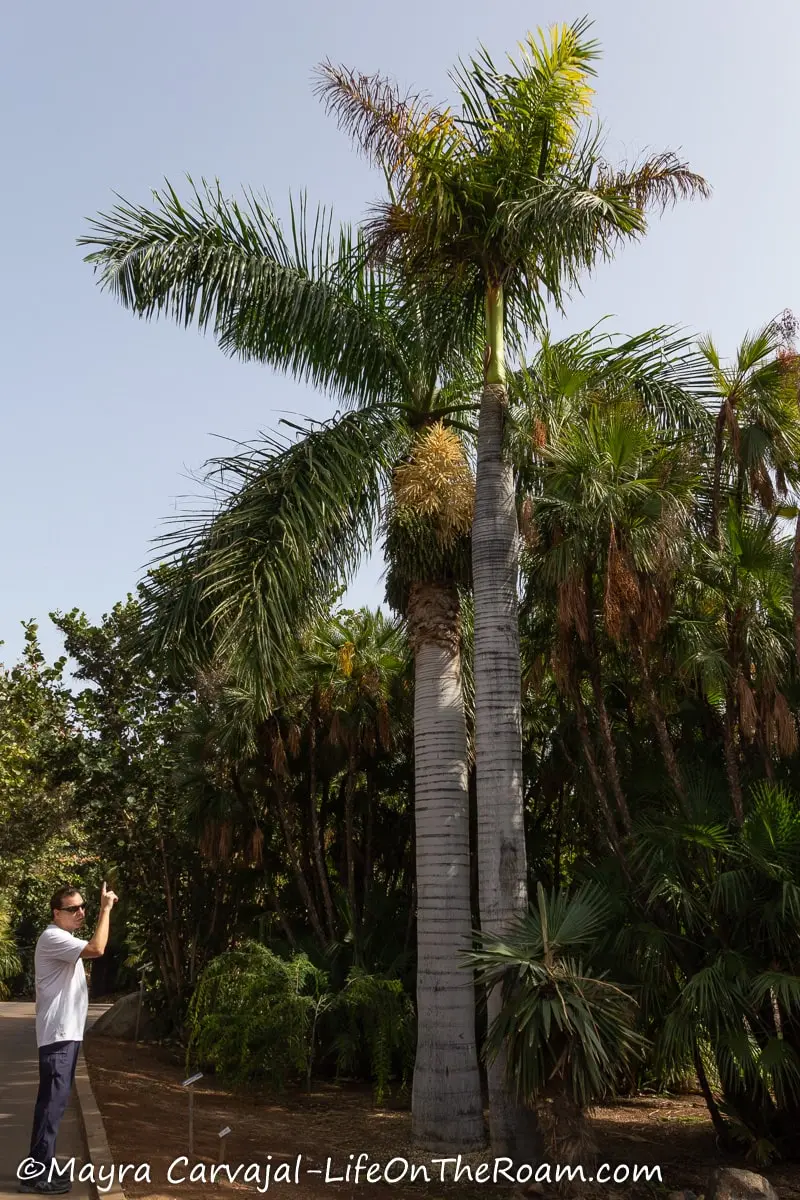 A tall palm on the side of a path with a main pointing at it