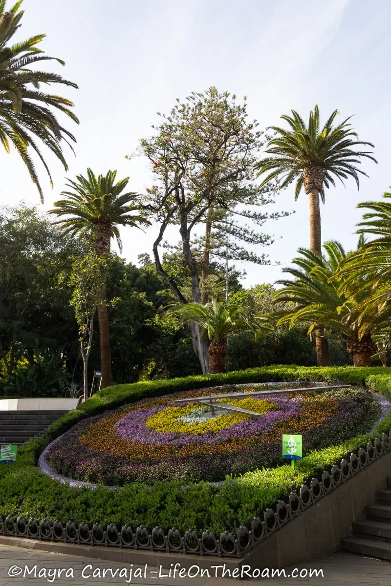 A floral clock in a park with yellow and lavender flowers and palm trees in the background