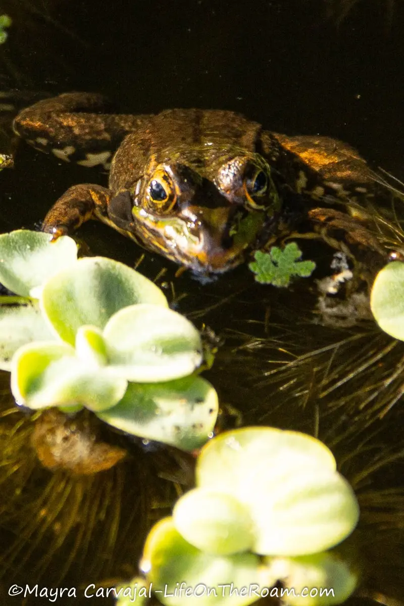 A green and brown frog in a pond next to an aquatic plant