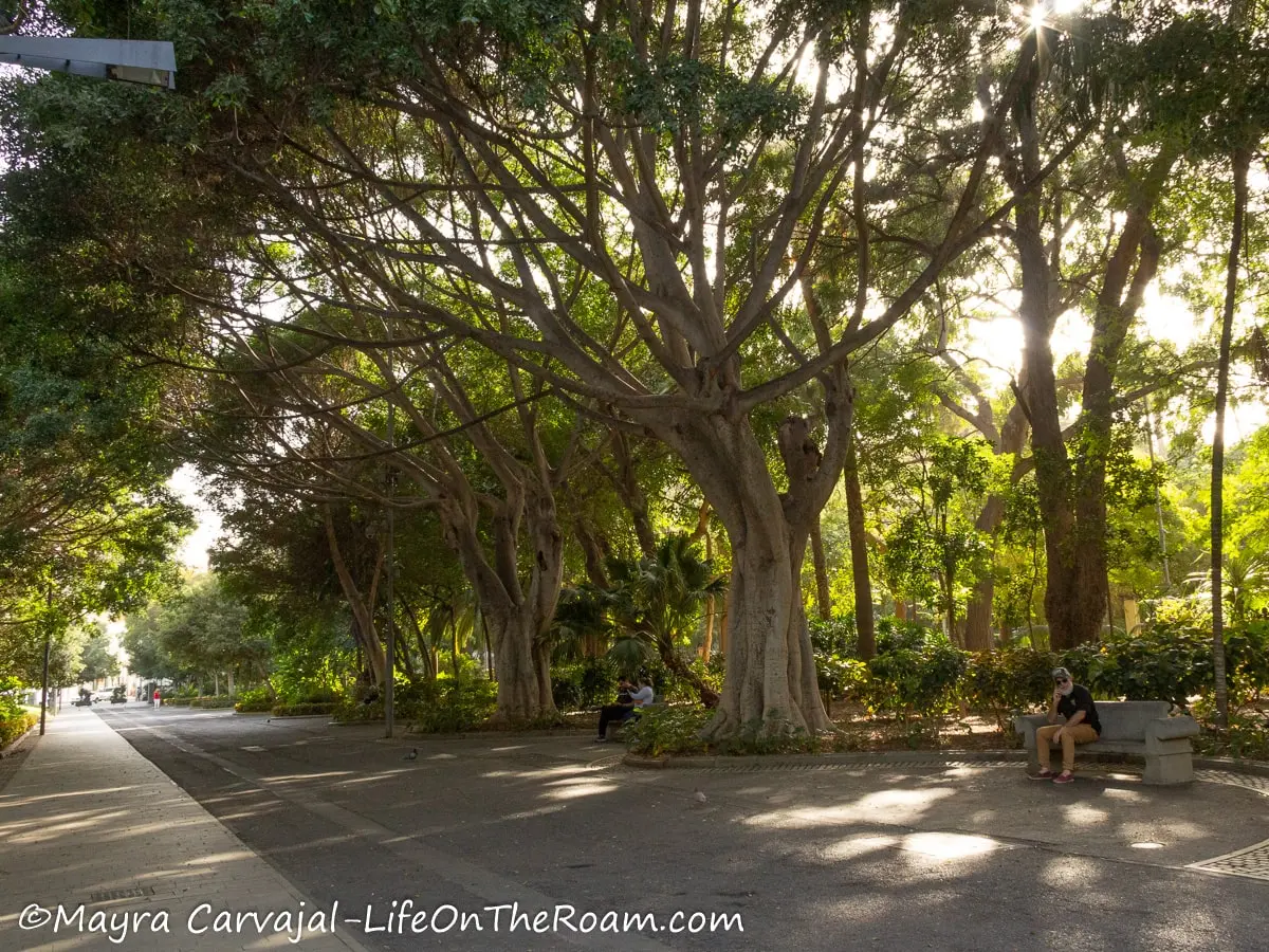 A paved path in a park with benches under the shade of big trees