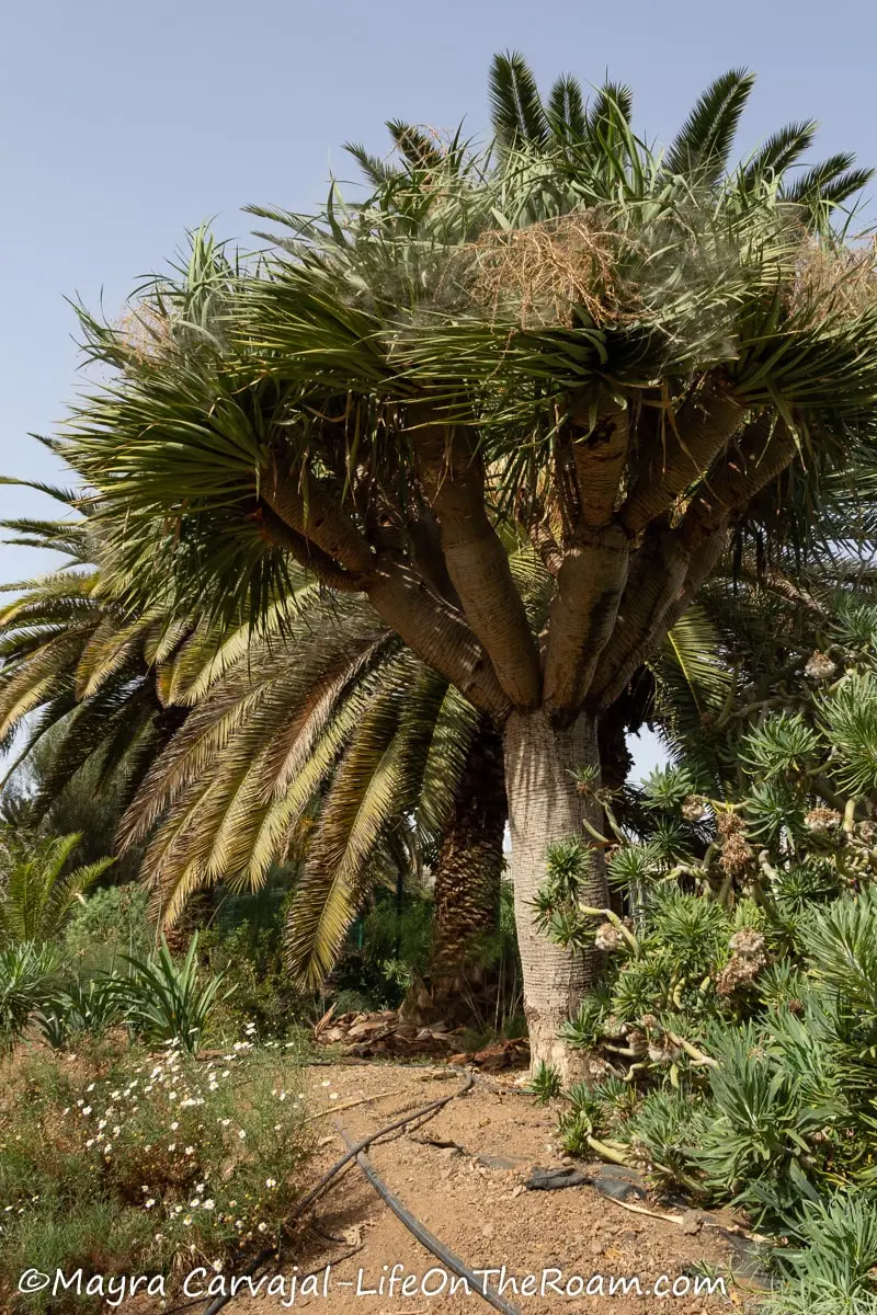 A tree with thick bare branches and pointy upward leaves in front of a palm tree