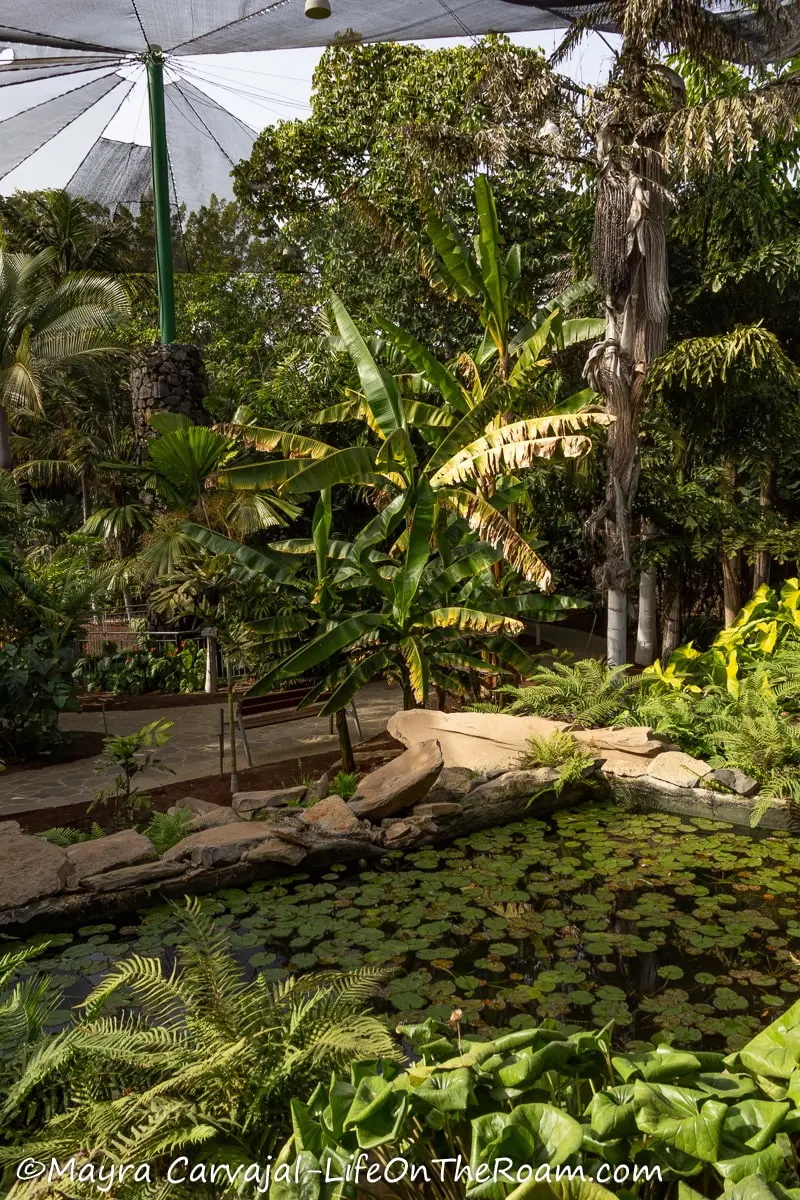 A shaded garden with tropical plants and a pond with aquatic plants