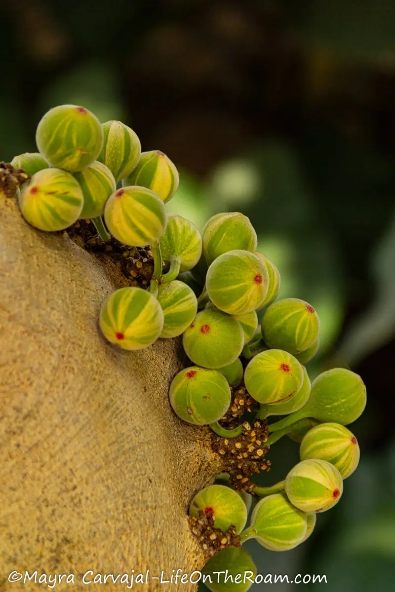 A cluster of fig fruits resembling little light green and yellow balls