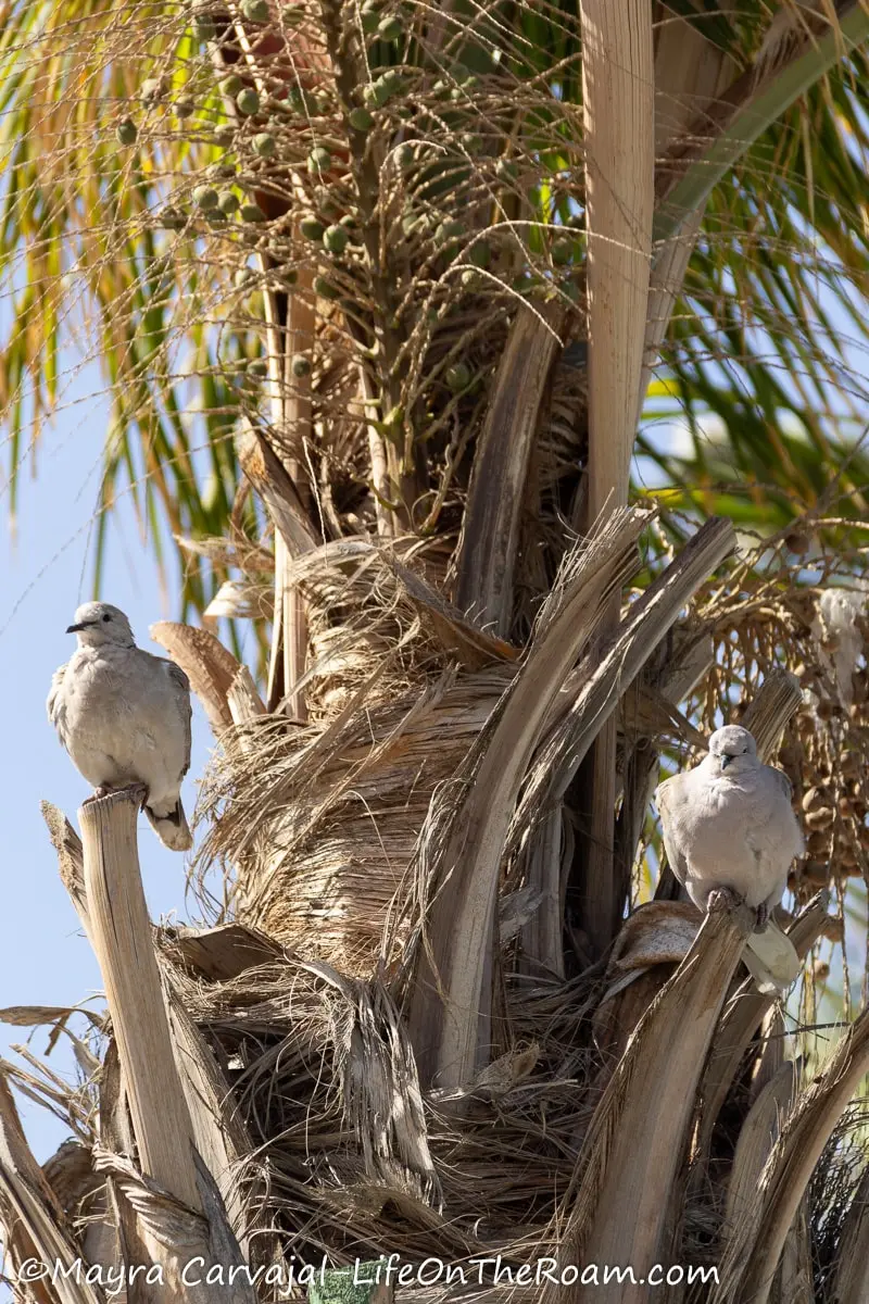 The gray doves on a palm tree