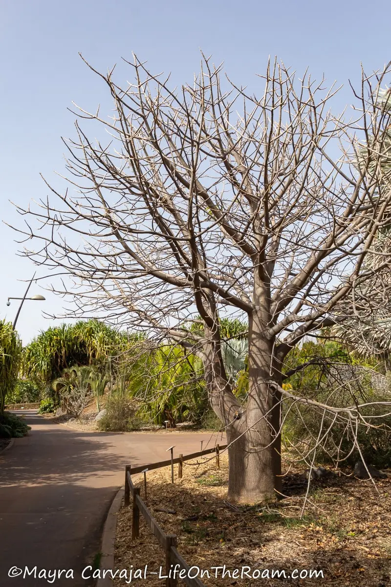 A bare baobab tree