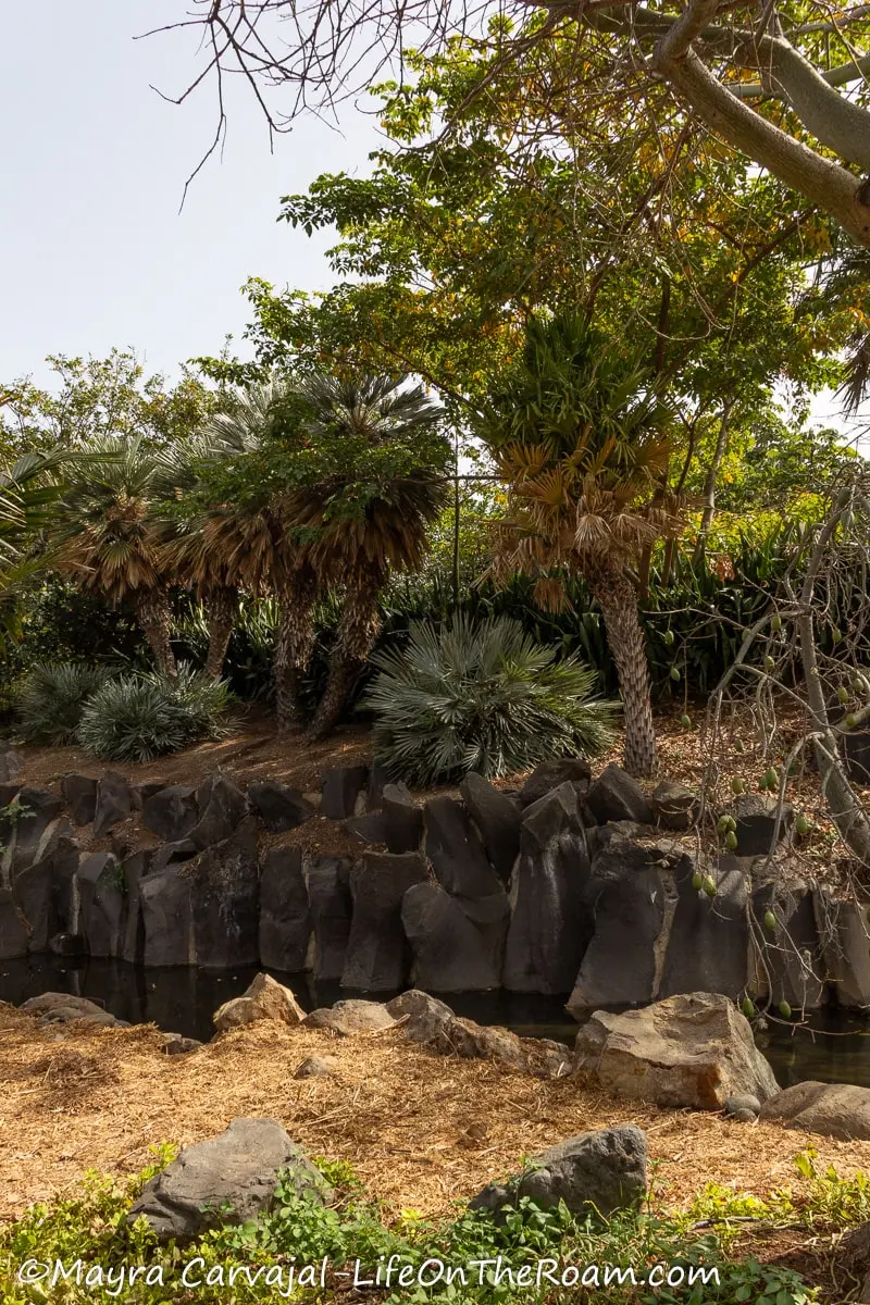 A pond with boulders inside a garden with tall palms