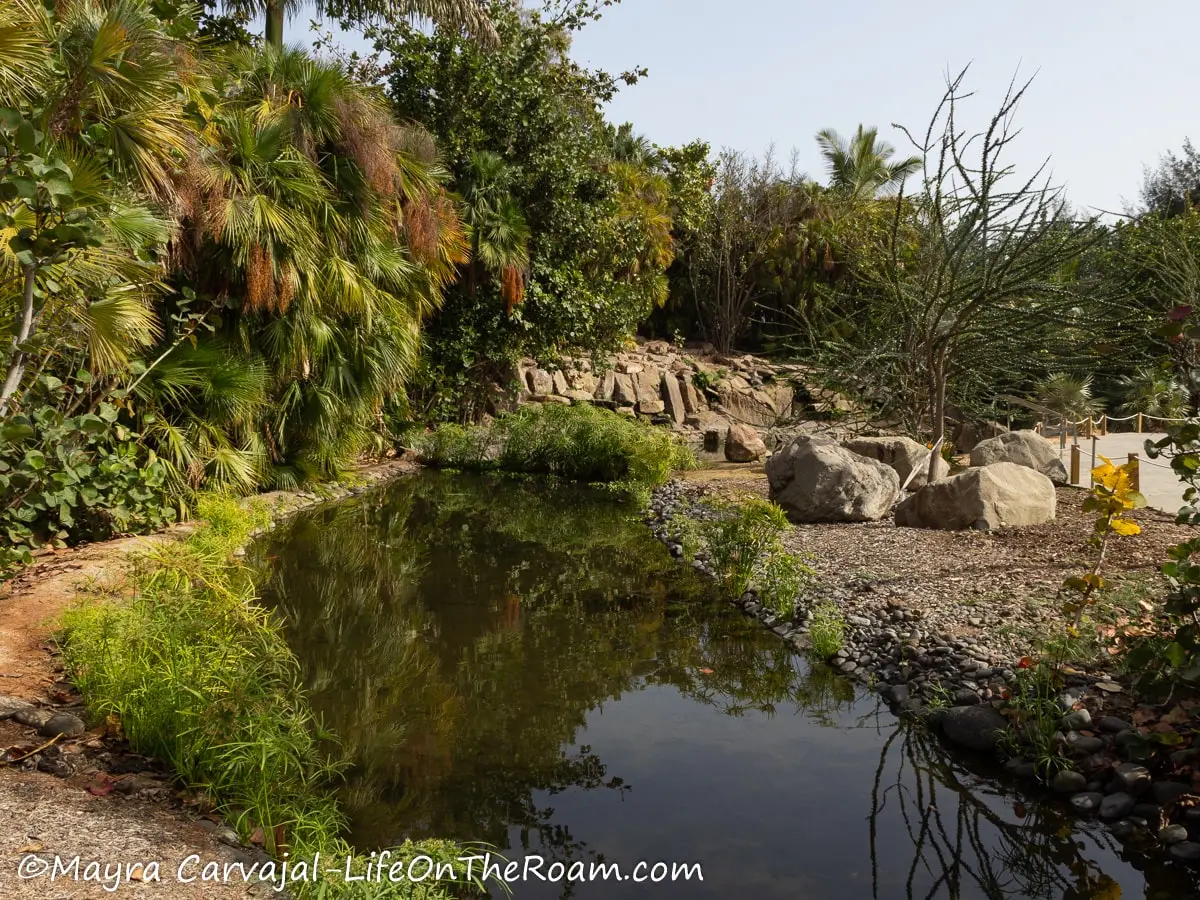 A pond surrounded by tropical vegetation in a garden setting