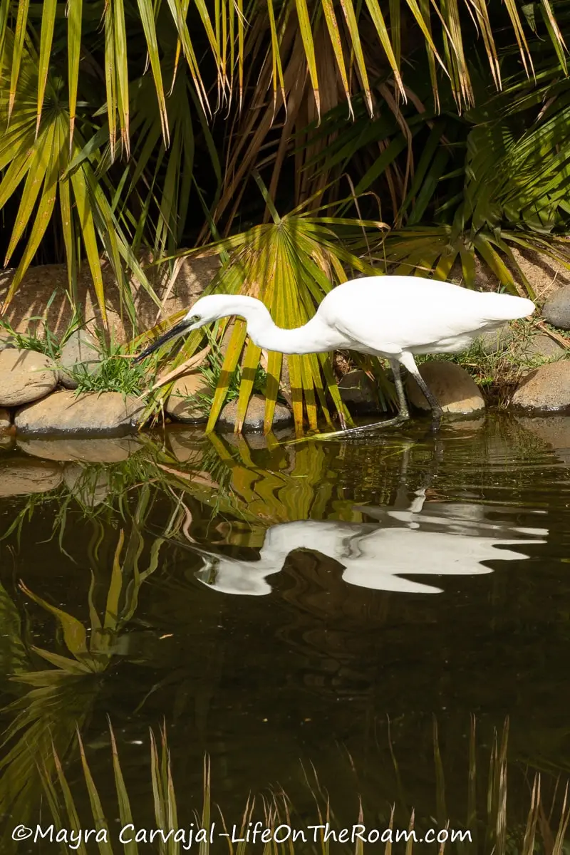 An egret foraging in a pond 