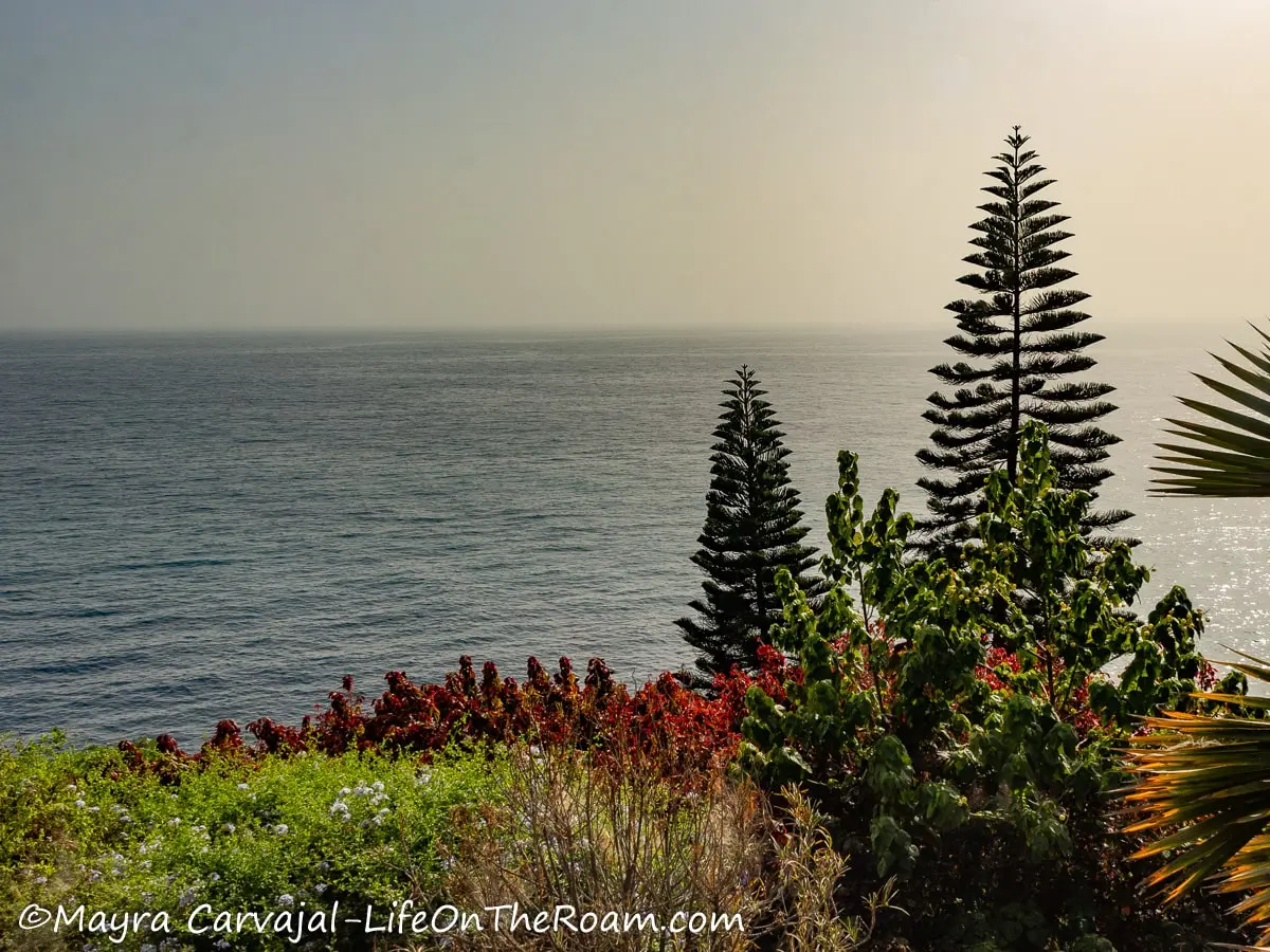 A sea view from a cliff with trees and bushes