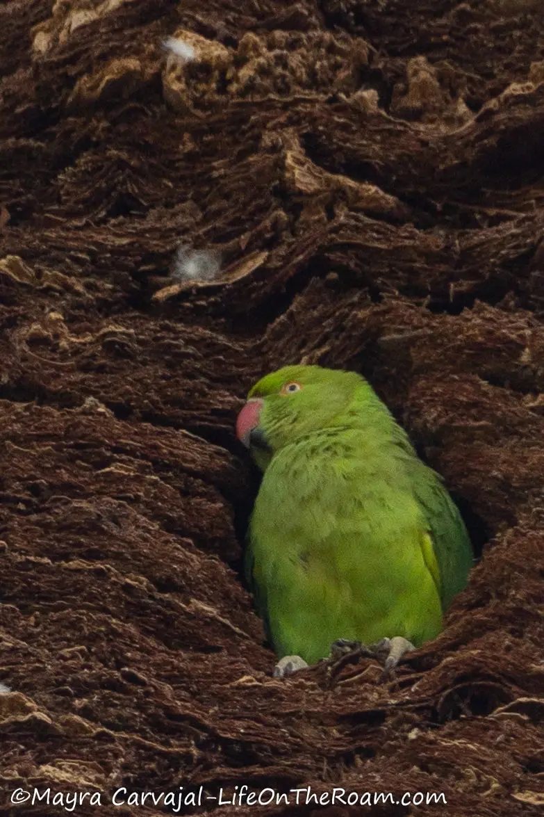 A two-tone green parakeet with pink beak inside the trunk of a palm tree