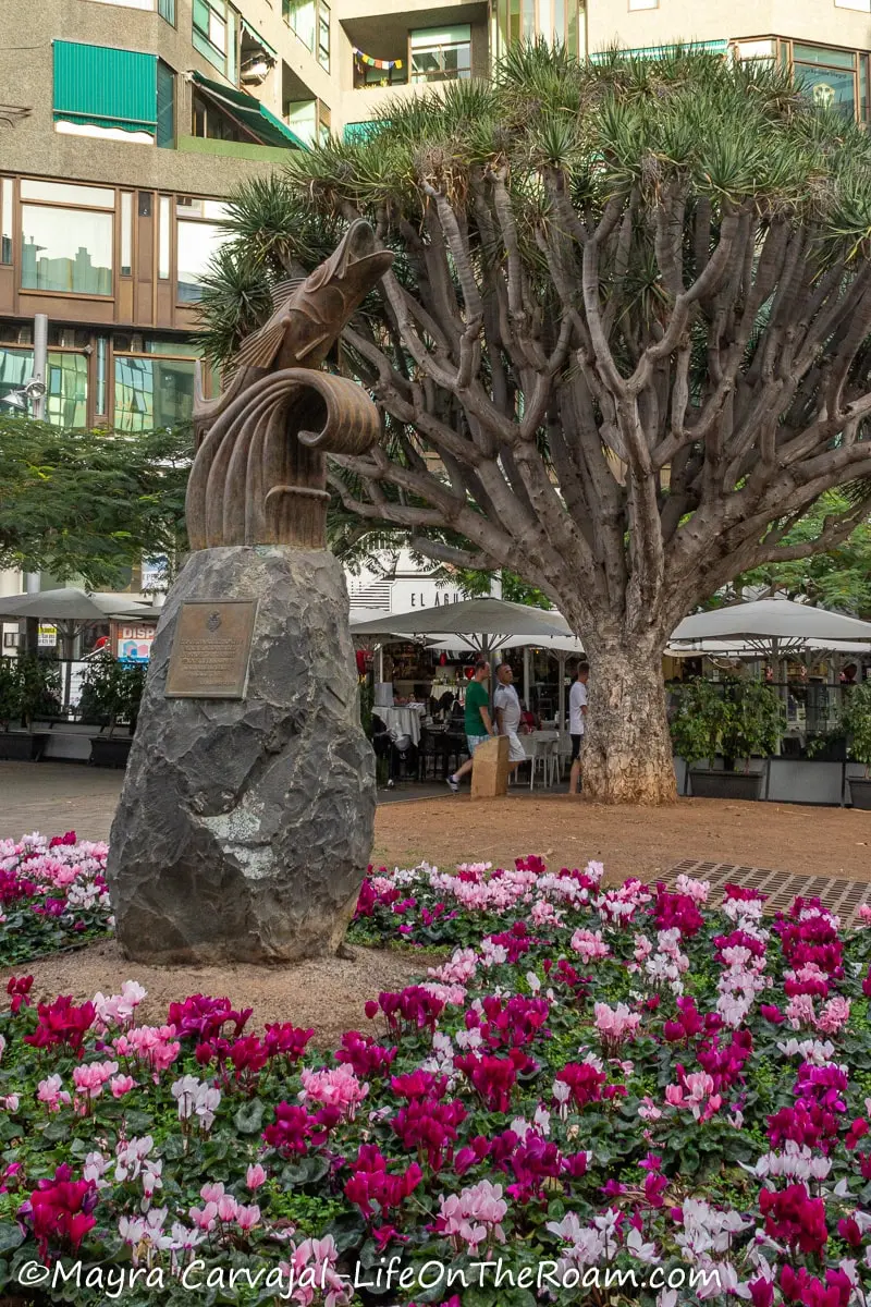 A square with a sculpture of a fish in a circle of flowers and a Drago tree in the background