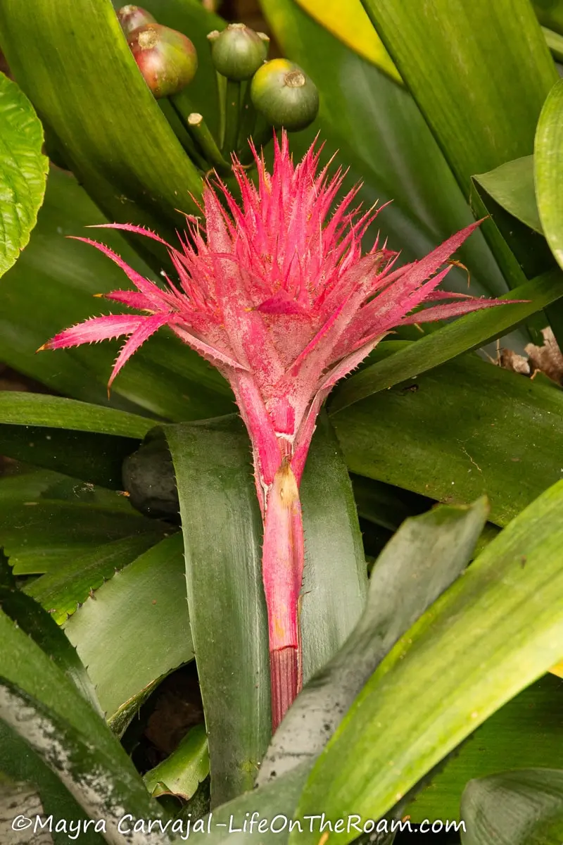 A pink big bromeliad