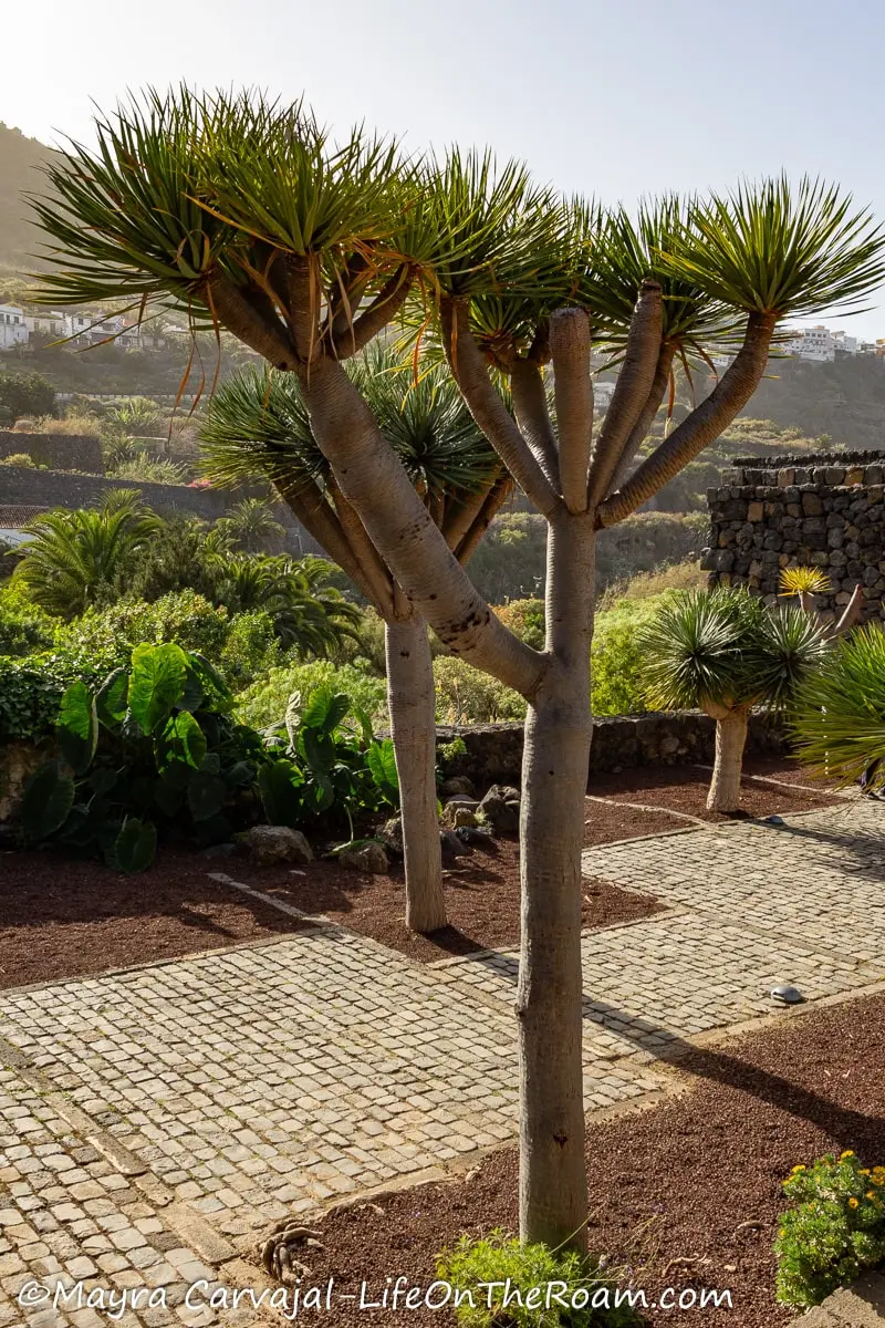 A garden with young dragon trees with hills in the background