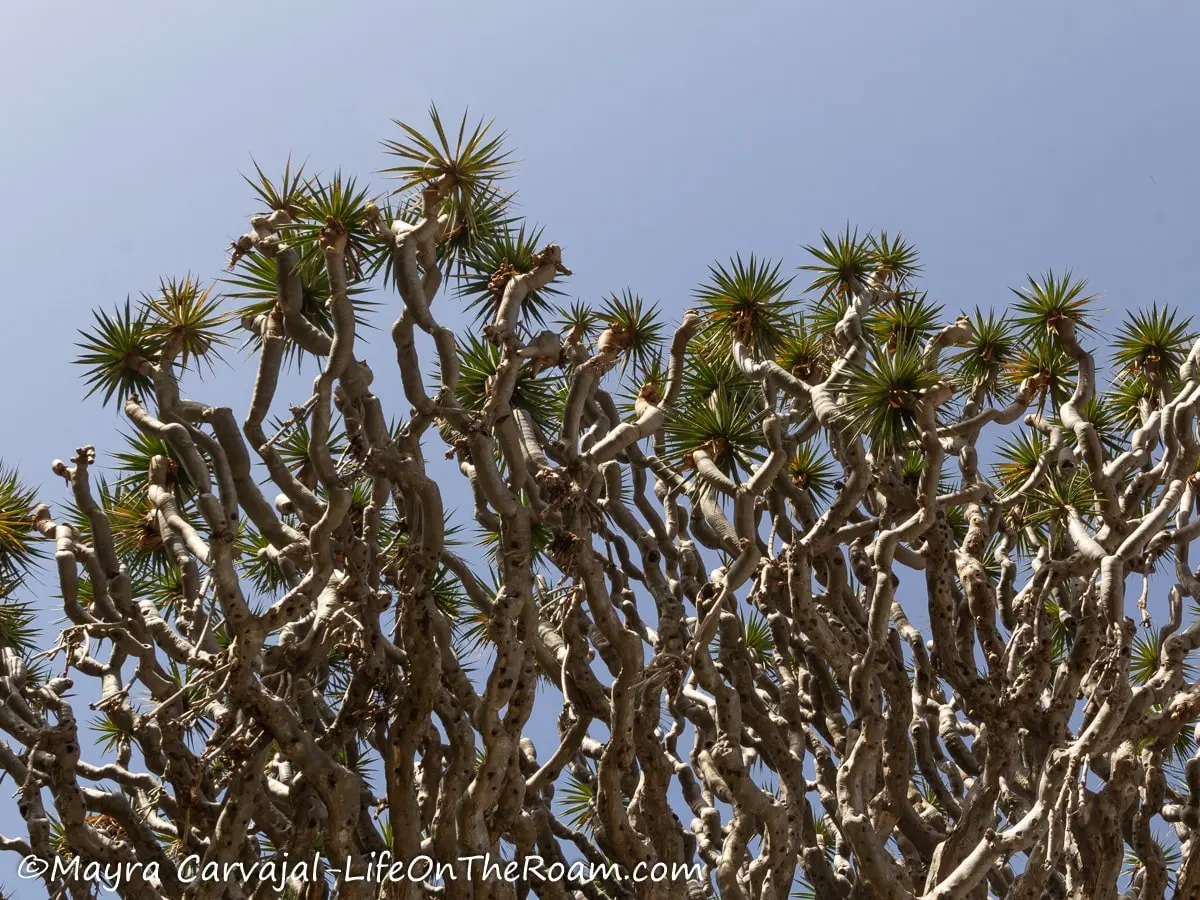 Twisted branches with spiky leaves at the end against a blue sky background