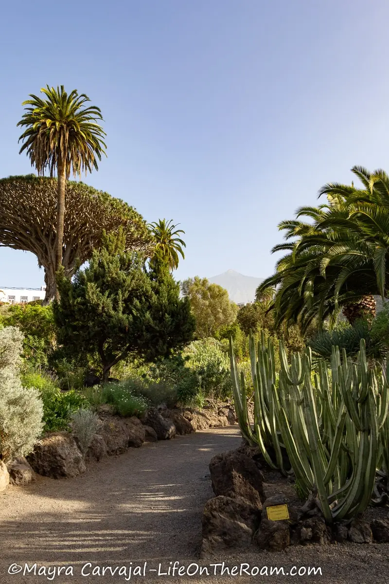 A garden with a path surrounded by palm trees