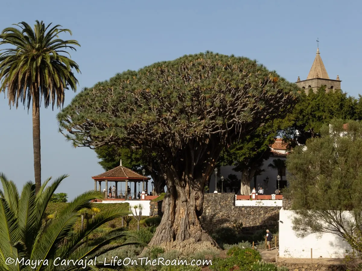 A dragon tree surrounded by palm trees in a park