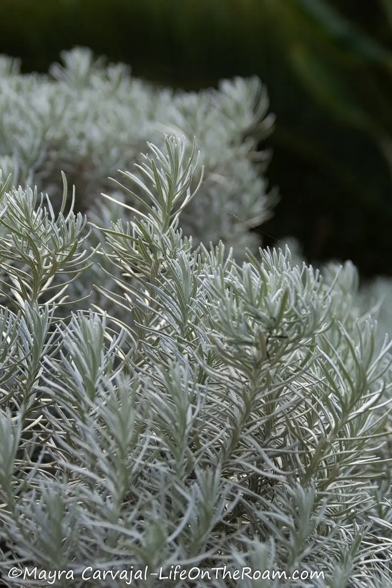 Branches of light gray herbs