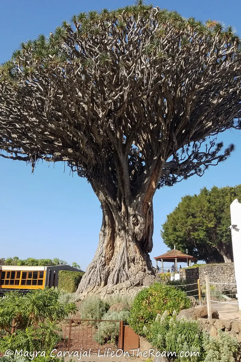 An old and big tree with twisted upward branches