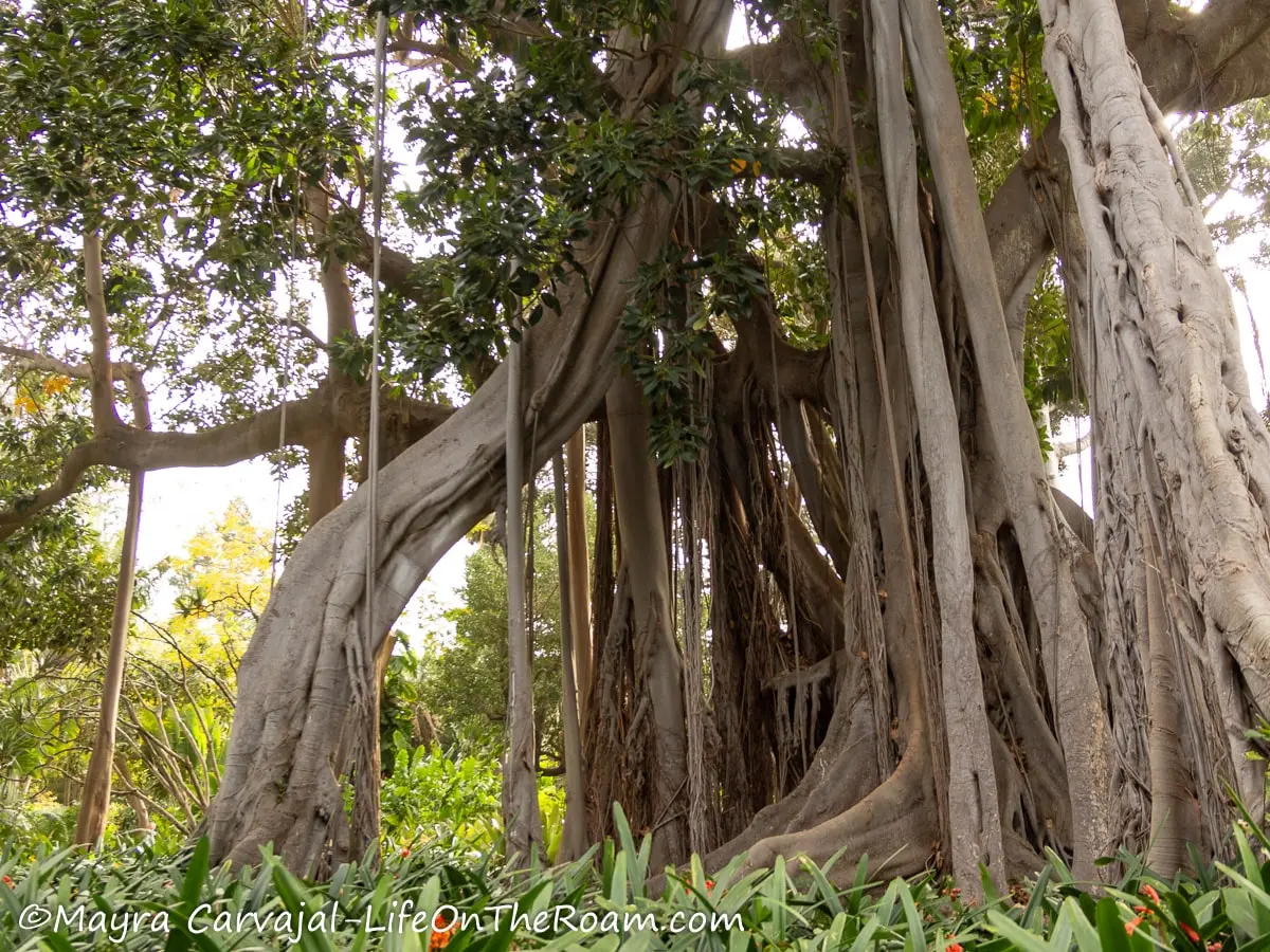 A giant ficus tree with branches that reach the floor