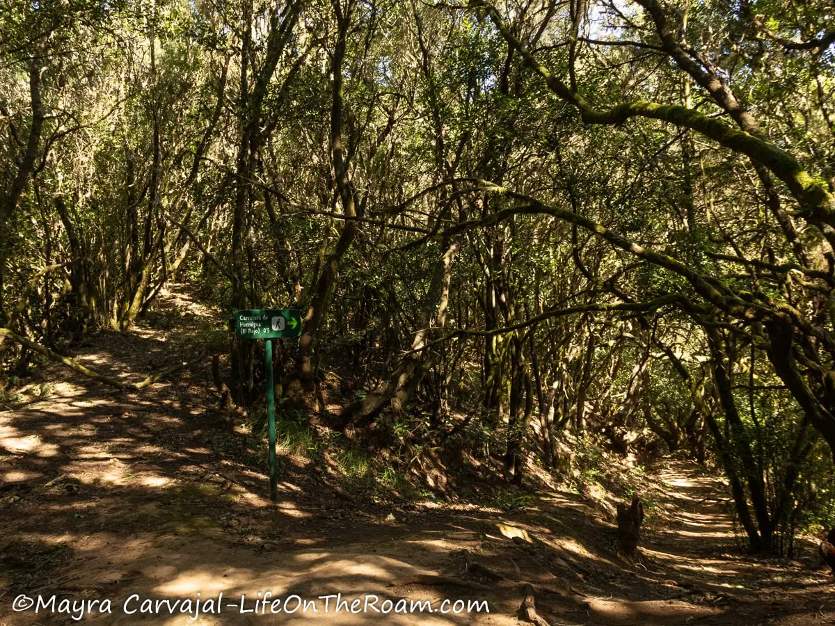 A dense laurel forest with branches shading a dirt path