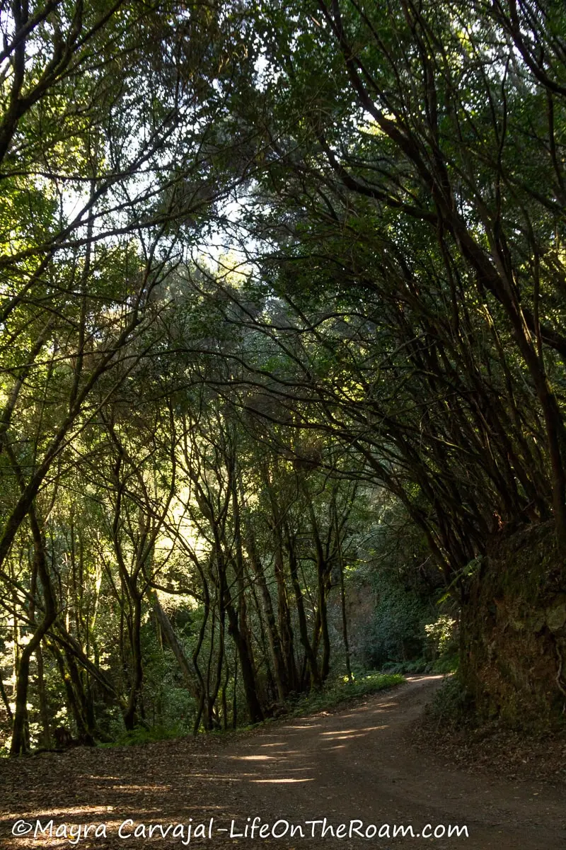 A dirt road in a tunnel created by tree branches in a lush forest