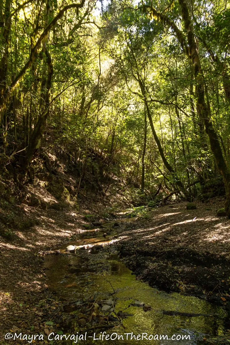 A creek in a shady forest