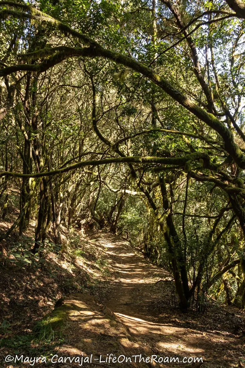 A hiking trail in a dense forest with intertwining branches above