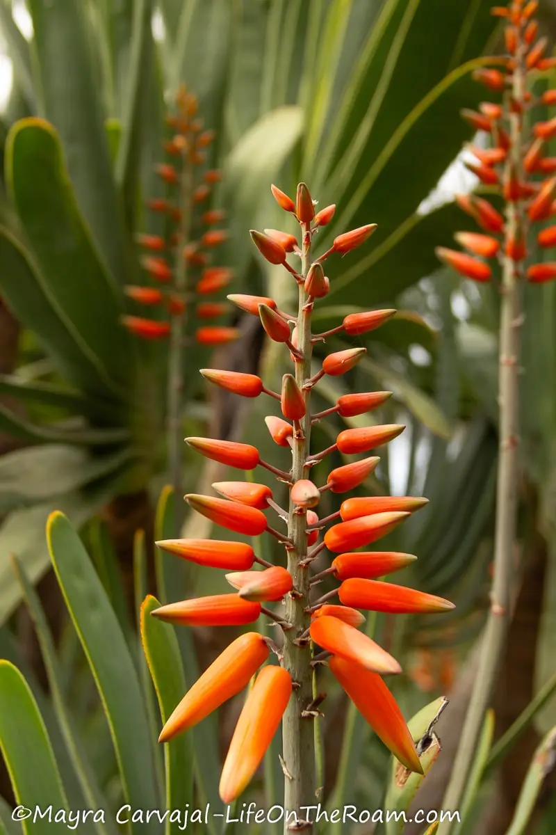 A branch with small orangey pointy flowers