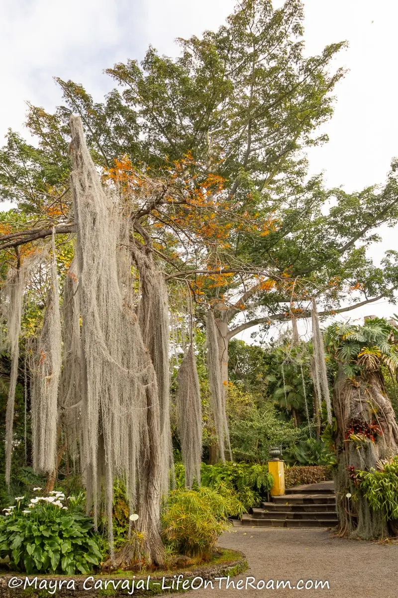 A tall tree with yellow and orange flowering and long light gray vines hanging from the branches, in a garden setting