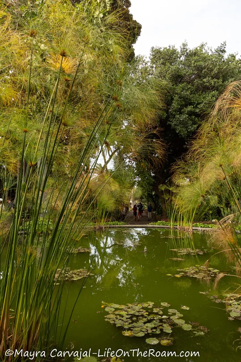 A quiet pond in a garden with aquatic plants