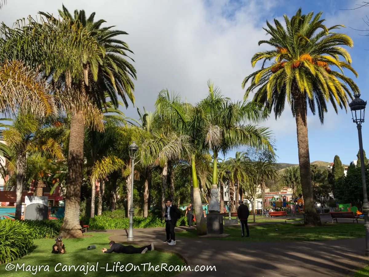 An urban park with many palm trees