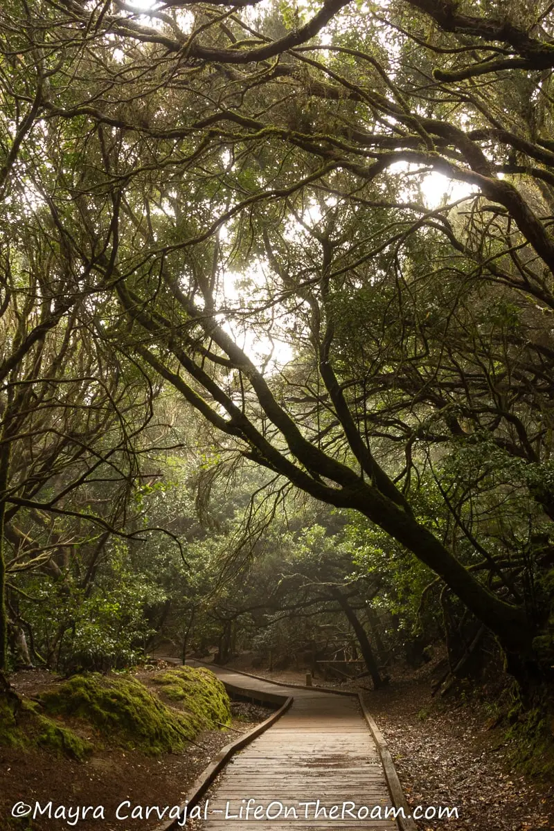 A boardwalk in a trail flanked by trees in a misty forest