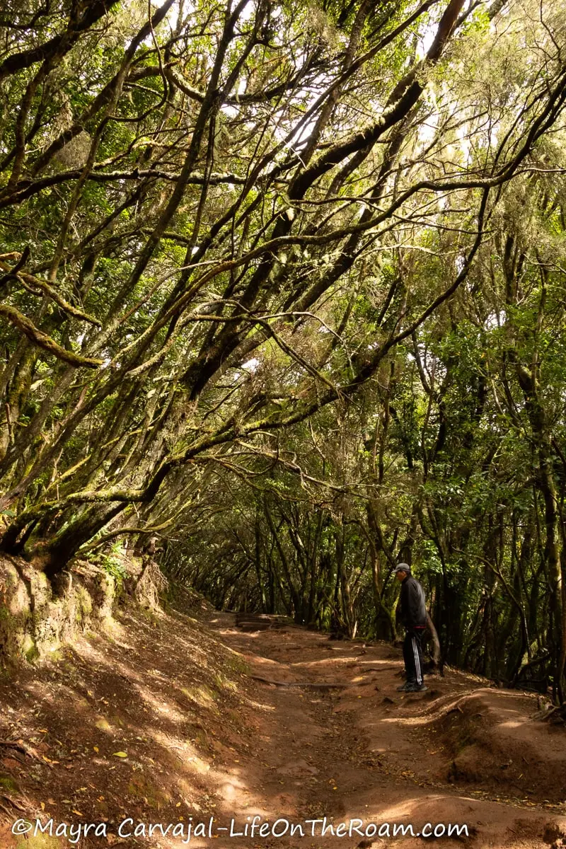 A wide trail shaded by tall and thin trees that create a canopy