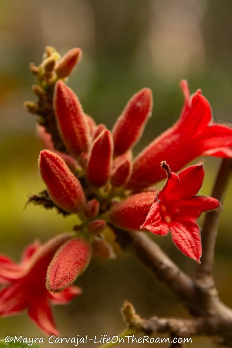 A branch with small and pointy red pinkish flowers