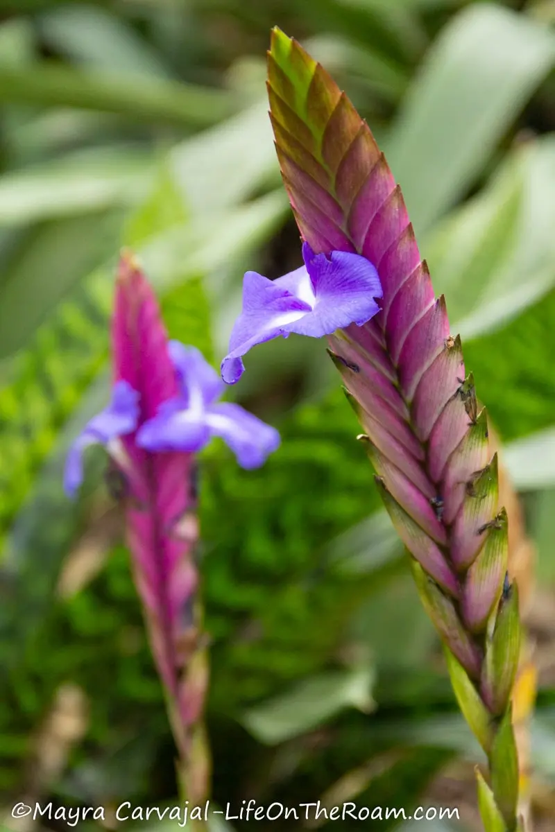 A bromeliad with violet meaty flowers and delicate violet smaller flowers