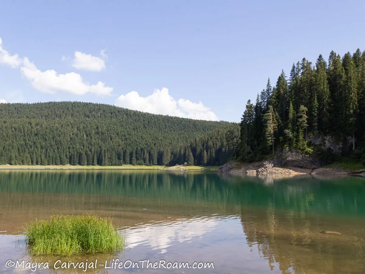 A lake reflecting the surrounding pine forest on a sunny day