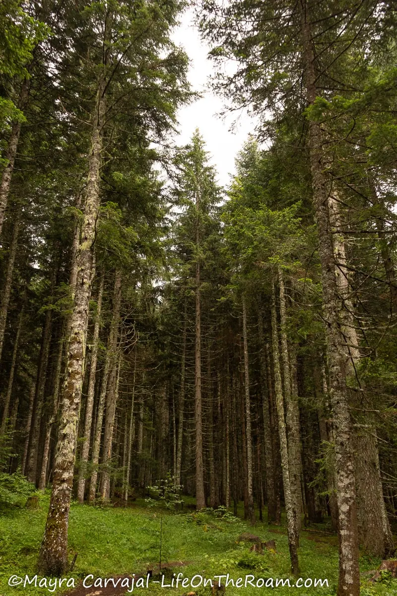 A trail in a dense forest with giant pine trees