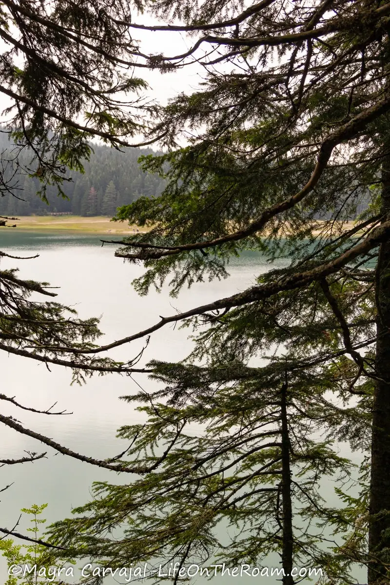 View of a lake from an elevated point, through pine branches