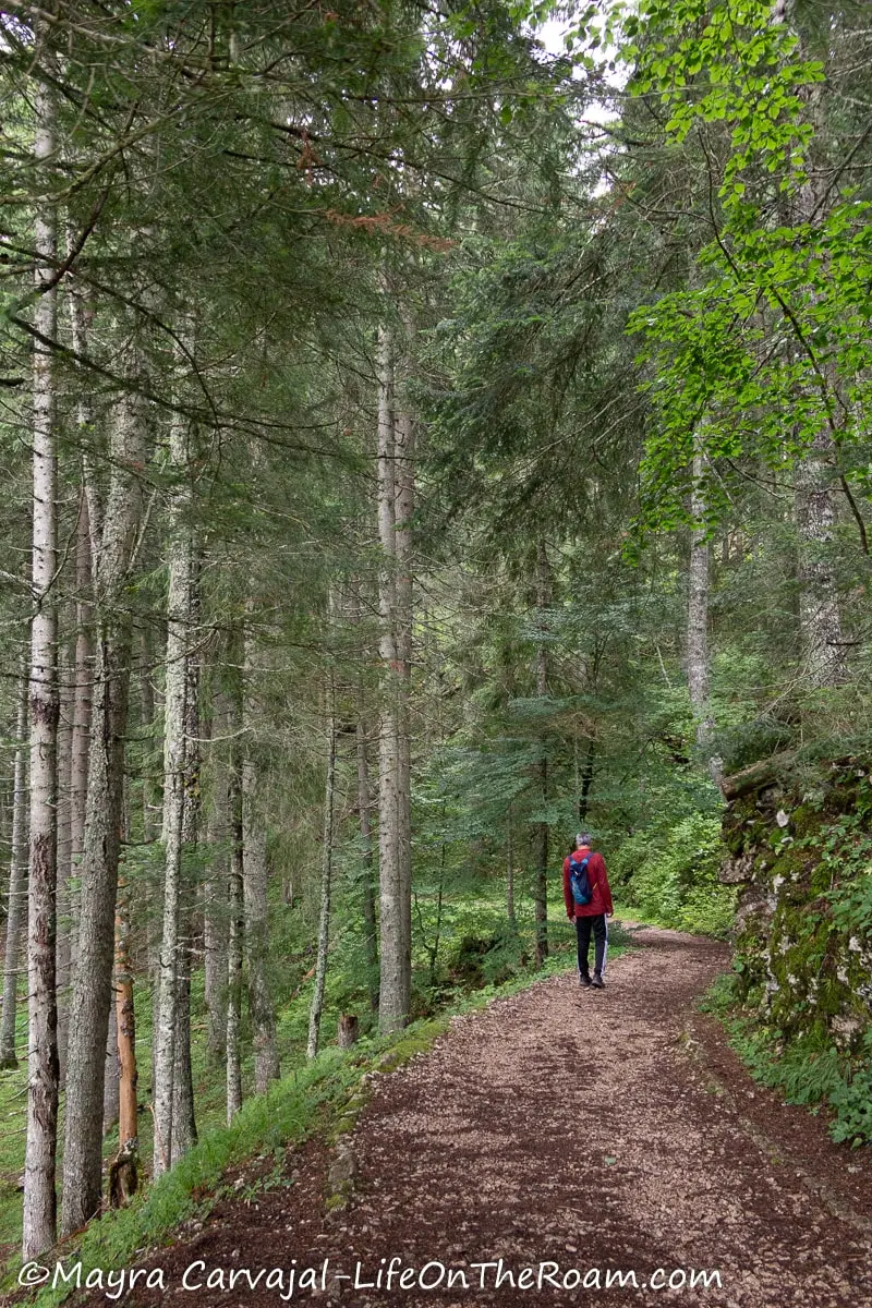 A man on a dirt path through a pine forest