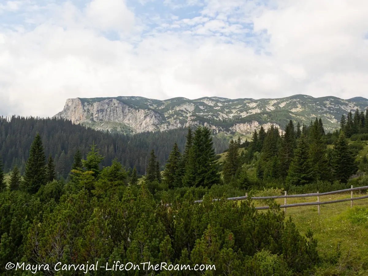 View of a massif in the distance and a pine forest in the forefront